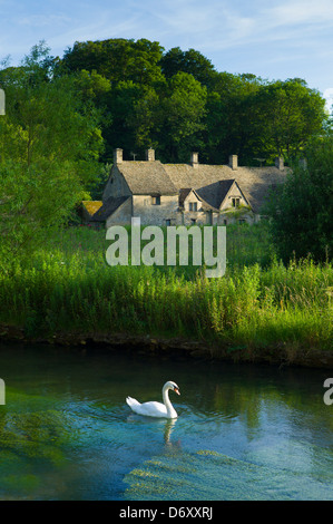 Schwan am Fluss Coln durch Arlington Row Hütten traditionelle Armenhäuser in Bibury, Cotswolds, Gloucestershire, UK Stockfoto