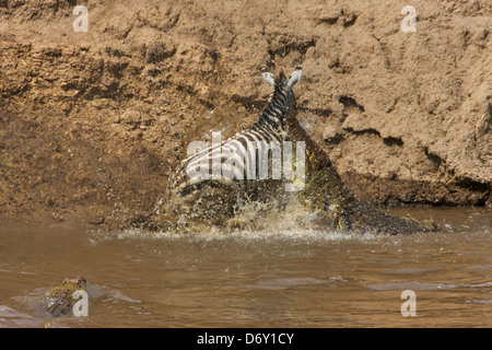 Zebra von Krokodil gefangen, beim Überqueren der Masai River, Masai Mara, Kenias Stockfoto