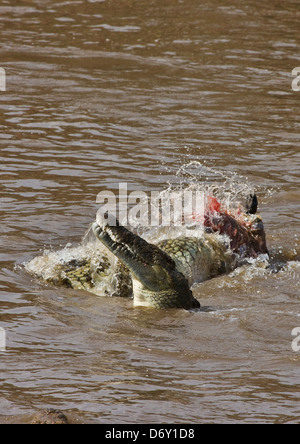 Zebra von Krokodil gefangen, beim Überqueren der Masai River, Masai Mara, Kenias Stockfoto