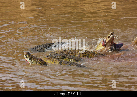 Zebra von Krokodil gefangen, beim Überqueren der Masai River, Masai Mara, Kenias Stockfoto