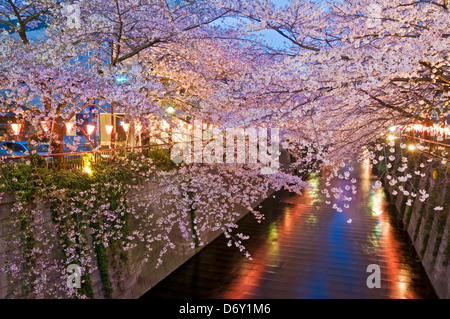 Kirschblüten im Naka-Meguro Abend. Stockfoto