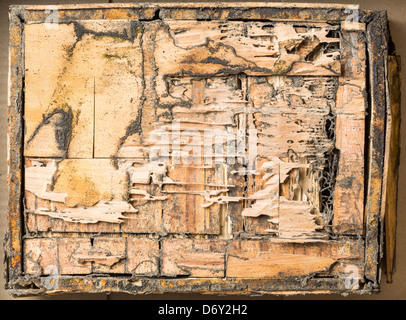 Beschädigtes Holz-Box von Termiten in Thailand gegessen Stockfoto