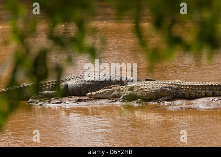 Krokodil im Fluss, Samburu, Kenia Stockfoto