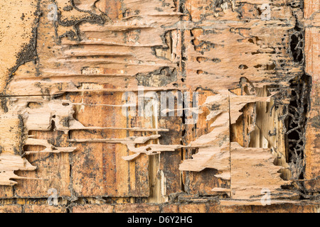 Beschädigtes Holz-Box von Termiten in Thailand gegessen Stockfoto