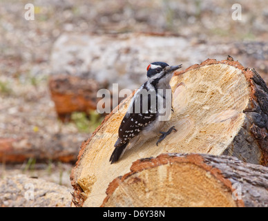 Haarige Specht greifen auf einem frisch geschnittenen Runde von Brennholz mit wachsamen Auge Stockfoto