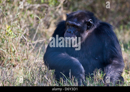 Schimpanse, Samburu, Kenia Stockfoto