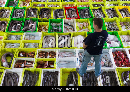 Fangfrischen Fisch am Confradia de Pescadores de Luarca, Bund von Luarca Fischer, bei Puerto Luarca in Asturien, Spanien Stockfoto