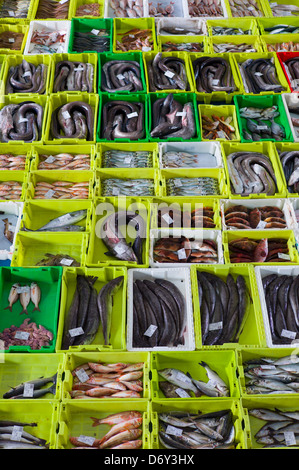 Frisch gefangenen Fisch bei Confradia de Pescadores de Luarca, Bund von Luarca Fischer, bei Puerto Luarca in Asturien, Spanien Stockfoto