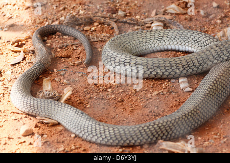 Fokus der Haut der King Cobra von Thailand, es eine große Schlange. Stockfoto