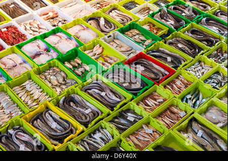 Versteigerung von fangfrischen Fisch am Confradia de Pescadores de Luarca, Bund von Luarca Fischer, Puerto Luarca, Spanien Stockfoto