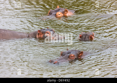 Flusspferde im Wasser, Masai Mara, Kenia Stockfoto