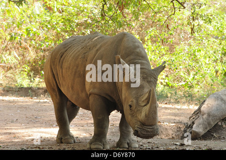 Indische Nashorn (Rhinoceros Unicornis) Stockfoto