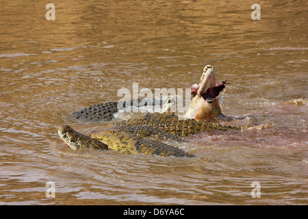 Zebra von Krokodil gefangen, beim Überqueren der Masai River, Masai Mara, Kenias Stockfoto