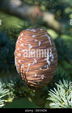 Cedrus Brevifolia. Zypern-Zeder-Baum-Kegel fallen in sap Stockfoto