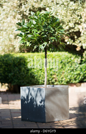 Einen kleinen Lorbeerbaum (Laurus Nobilis) in einem modernen Topf in einen Garten im Innenhof. UK, 2013. Stockfoto