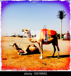 Distressed Foto von Kamelen in Wüste Landschaft, Marrakesch, Marokko Stockfoto