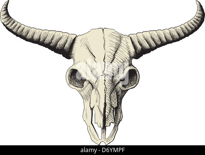 Büffelschädel Stockfoto