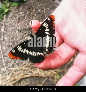 Nahaufnahme von Schmetterling thront in der hand Stockfoto