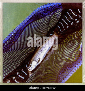 Fangfrischen Fisch im Netz Stockfoto