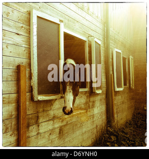 Pferd aus Stall Fenster spähen Stockfoto