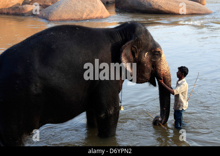 Ein indischer Elefant (Elephas Maximus Indicus) ist in den Tunghabhadra-Fluss, Karnataka, Indien gewaschen. Stockfoto