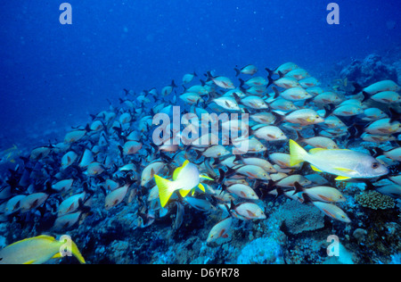 Blue Coral Seas, Unterwasser Fotografie, Malediven schieben Okt 1989 unter Wasser Konvertierungen, maledivischen Inseln, Malediven, Indischer Ozean Stockfoto