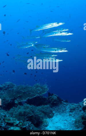 Eine kleine Schule für Großaugenthun Barracuda schwimmen über das Riff Stockfoto