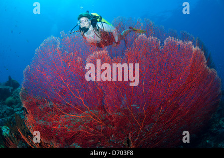 Eine weibliche Taucher schwimmt über eine große Gorgonien Stockfoto