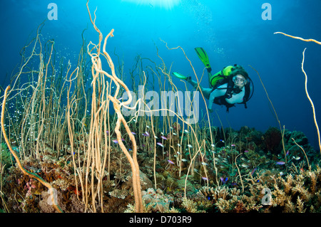 Eine weibliche Taucher schwimmt über dem Riff mit Peitsche Korallen und kleine Fische. Stockfoto