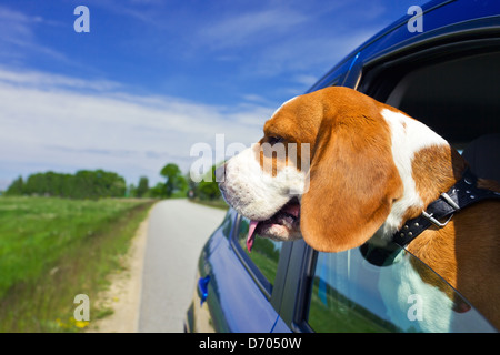 Die süße Beagle reist in das blaue Auto. Stockfoto