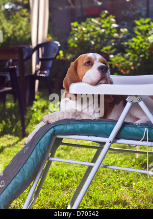 Morgen. Ein Hund auf einem Stuhl im Garten. Stockfoto