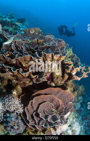 Tauchen in und um die ägyptischen Ort Dahab (Sinai) Stockfoto