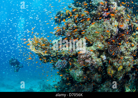 Tauchen in und um die ägyptischen Ort Dahab (Sinai) Stockfoto