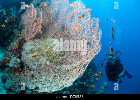 Tauchen in und um die ägyptischen Ort Dahab (Sinai) Stockfoto