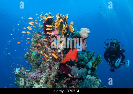 Tauchen in und um die ägyptischen Ort Dahab (Sinai) Stockfoto