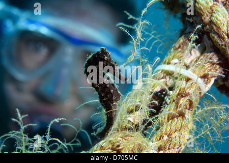 Tauchen in und um die ägyptischen Ort Dahab (Sinai) Stockfoto