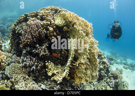 Tauchen in und um die ägyptischen Ort Dahab (Sinai) Stockfoto