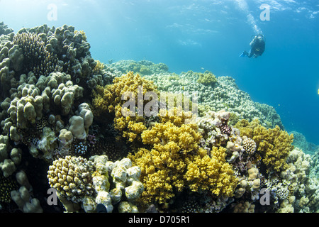 Tauchen in und um die ägyptischen Ort Dahab (Sinai) Stockfoto