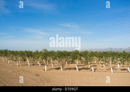 Olive Tree Arboretum mit vielen jungen Exemplaren wächst in Reihen Stockfoto