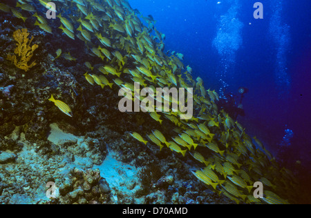 Blue Coral Seas, Unterwasser Fotografie, Malediven schieben Okt 1989 unter Wasser Konvertierungen, maledivischen Inseln, Malediven, Indischer Ozean Stockfoto