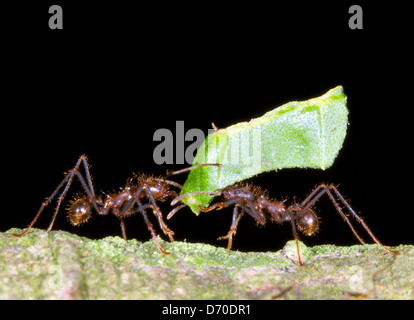 Blatt-Cutter Ameisen (Atta SP.) mit Blütenblättern der Tonkabohne Baum