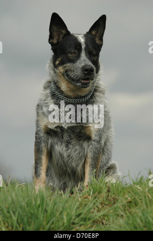 Australian Cattle Dog Stockfoto