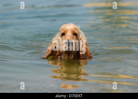 junger English Cocker Spaniel Stockfoto