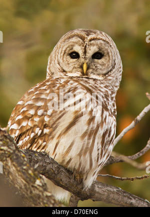 Wilde Streifenkauz (Strix Varia)-Porträt Stockfoto