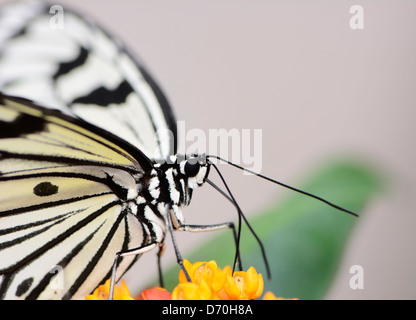 Tropischer Schmetterling, die große Baumnymphe, auch genannt Papier Kite (Idee Leuconoe) Stockfoto