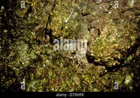 Tauchen, Cocos Island Juli 1998 digitale Unterwasser Folien Konvertierungen, Cocos Island, Isla de Cocos, Costa Rica, Mittelamerika Stockfoto