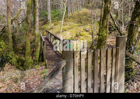 Brücke im Wald in der Nähe von Aberystwyth Hafod gefunden Stockfoto