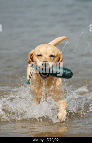 Labrador Retriever spielen Stockfoto