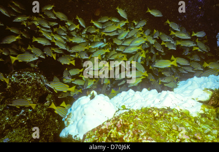 Tauchen, Cocos Island Juli 1998 digitale Unterwasser Folien Konvertierungen, Cocos Island, Isla de Cocos, Costa Rica, Mittelamerika Stockfoto