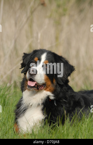 Berner Sennenhund Stockfoto